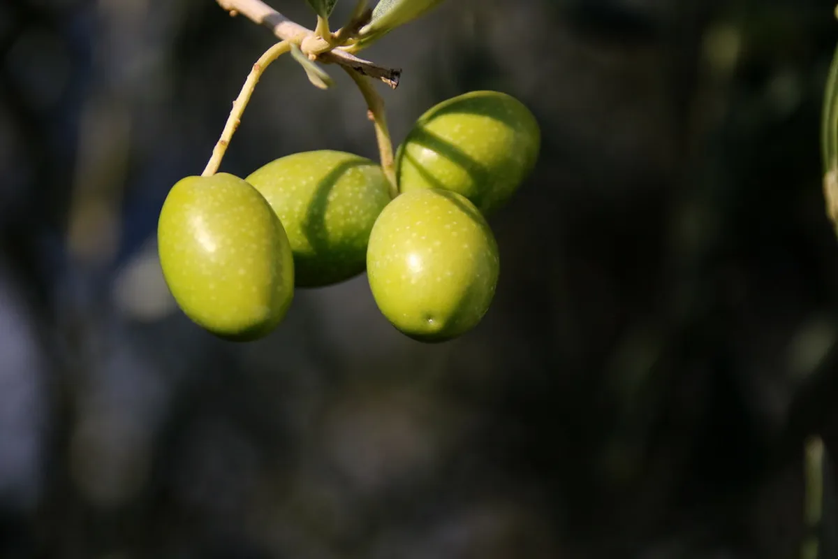 Best Aix-en-Provence Day Trips Ideas for 2025 Adventures