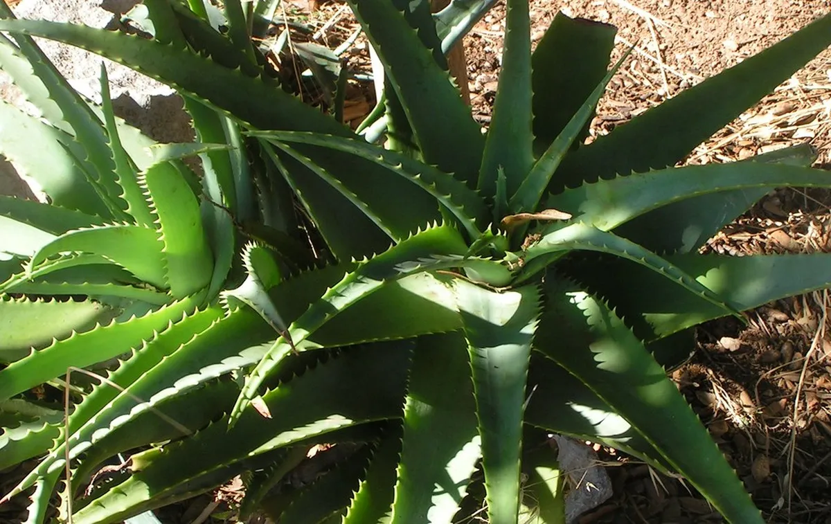 Discover Alghero Historical Sites: Sardinia's Rich Past