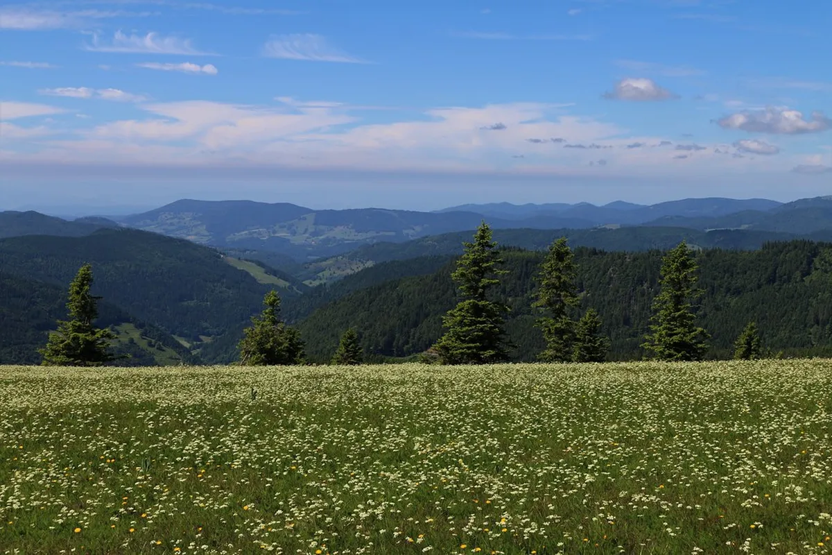 Top Baden-Baden Day Trip Ideas for 2026 Adventures