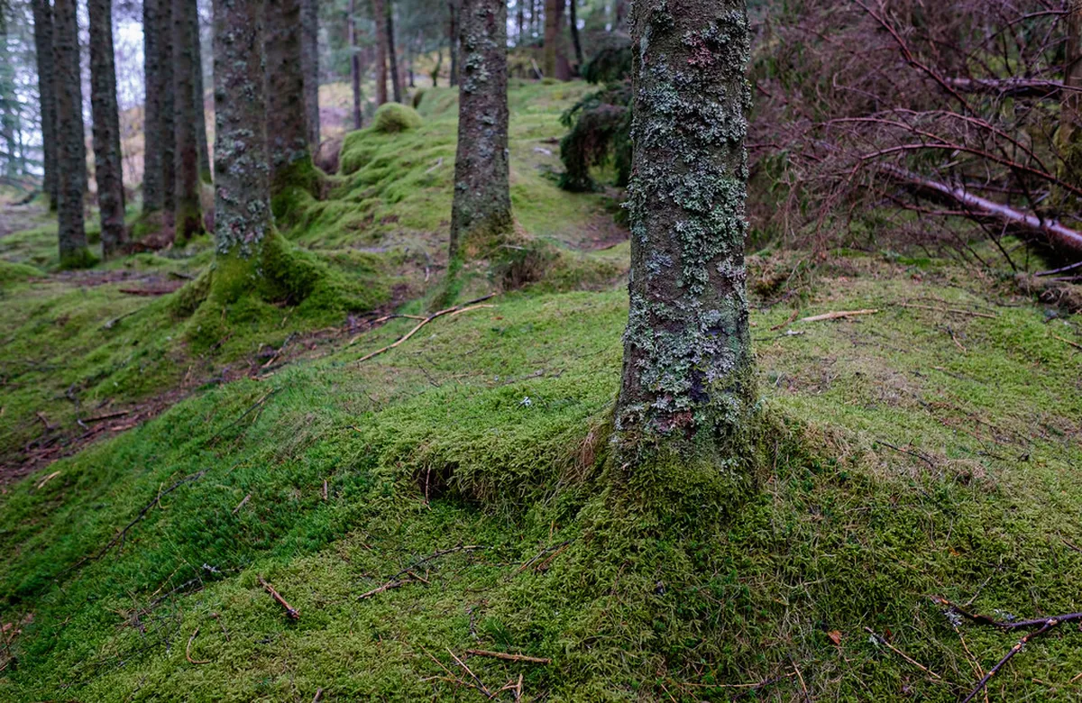 Discover Bergen's Jugendstil Architecture in 2025