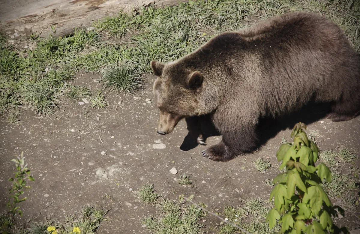 Bern Bear Park Hours 2025: Visit Bern's BärenPark