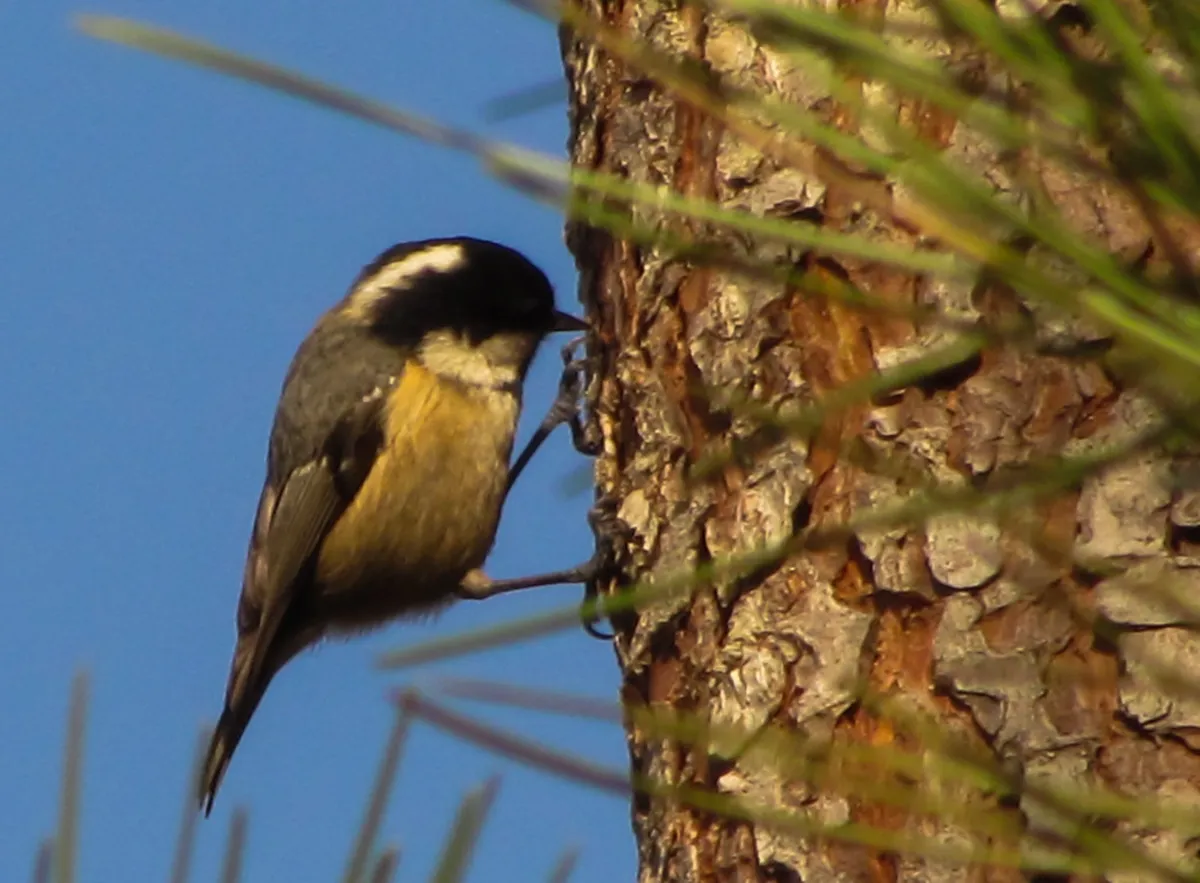 Best Carvoeiro Attractions Guide: Unforgettable Algarve Sights