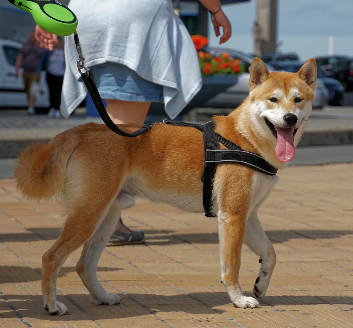 Best Day Trips from Ostend: Explore Belgium in 2025