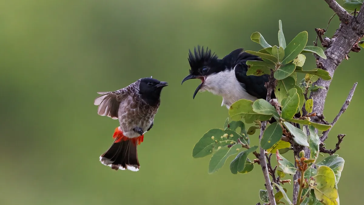 Best Places to Eat Ullapool: Your 2026 Dining Guide