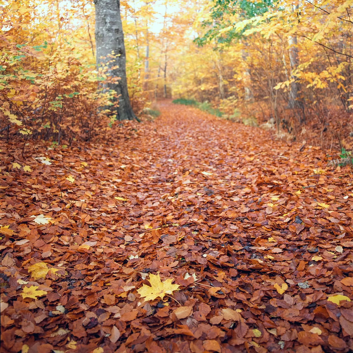 Best Things to Do in Visby 2026: Ultimate Travel Guide