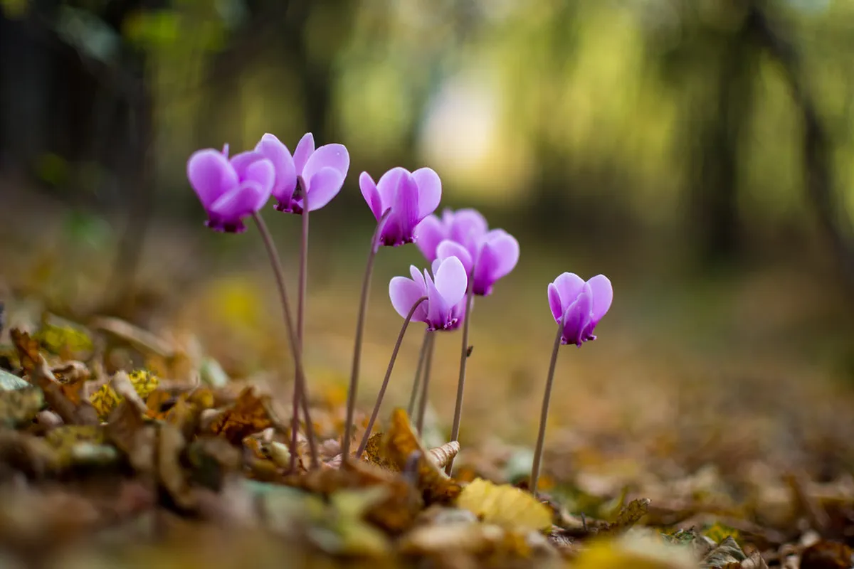 Best Time Visit Niš in 2025: A Seasonal Travel Guide