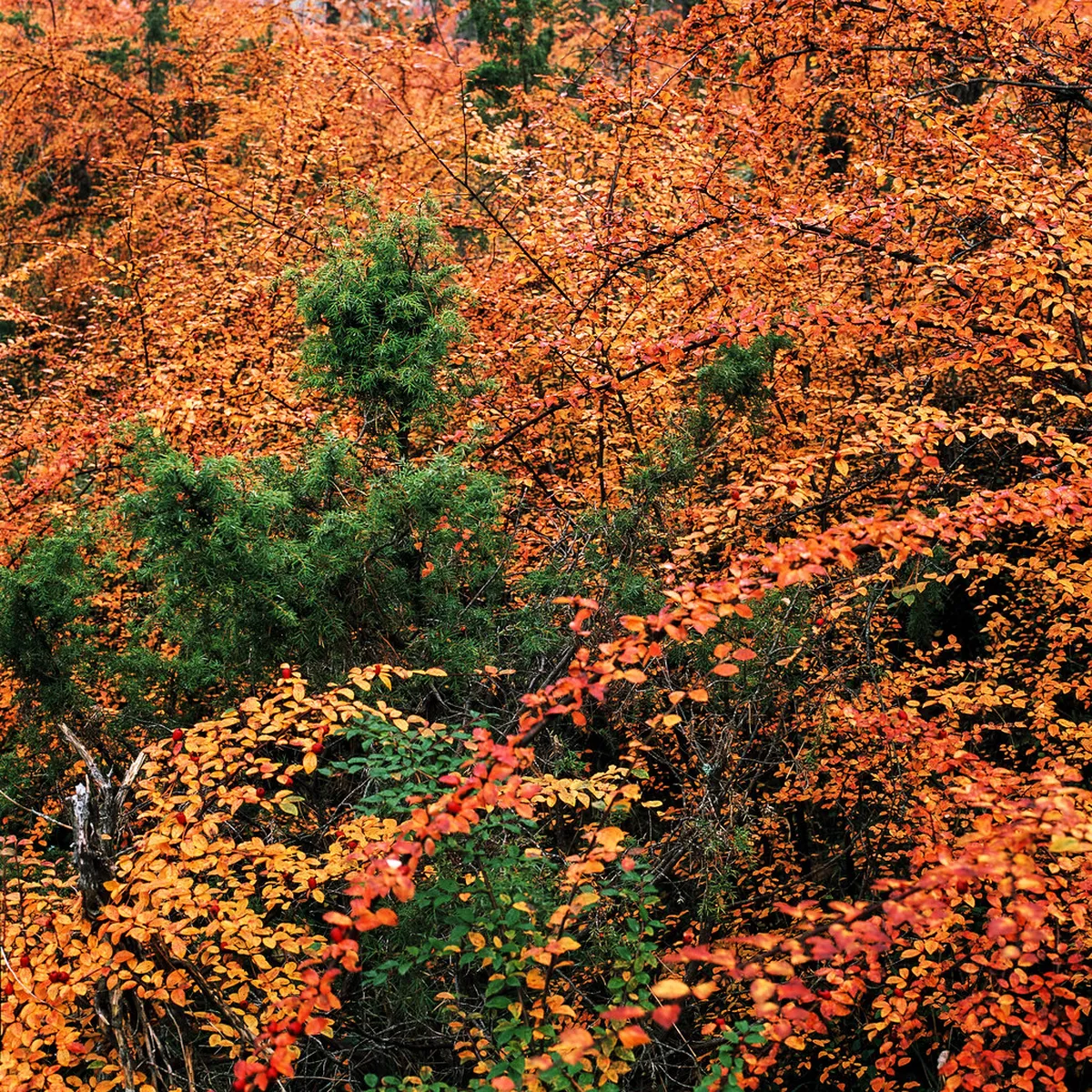 Best Time to Visit Visby 2025: Your Ultimate Seasonal Guide