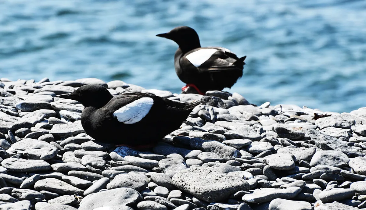 Best Time to Visit Ísafjörður, Iceland: A 2025 Guide