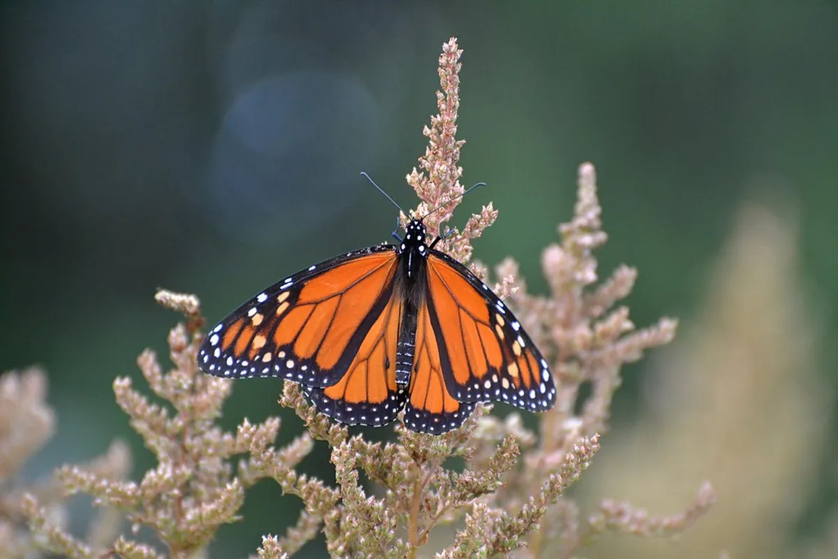 Budget Tips for Your Burgas Trip in 2025