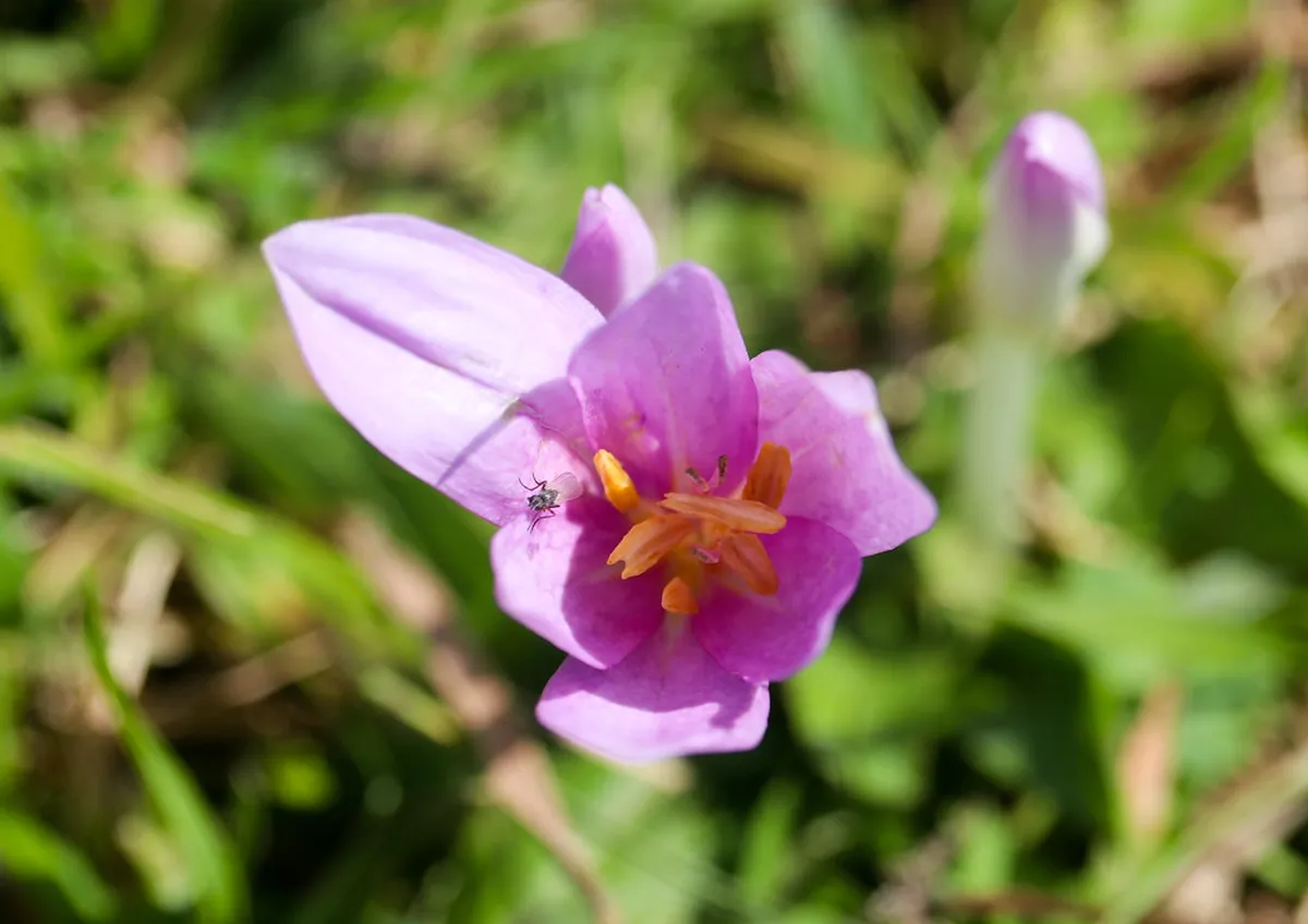 Best Chambéry Family Activities for Your 2025 Trip