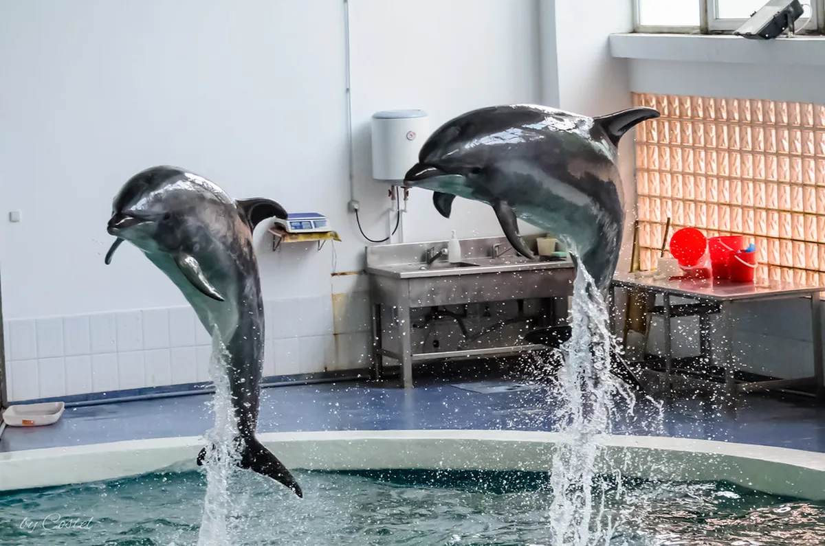 Buy Constanța Dolphinarium Tickets: Your 2025 Guide