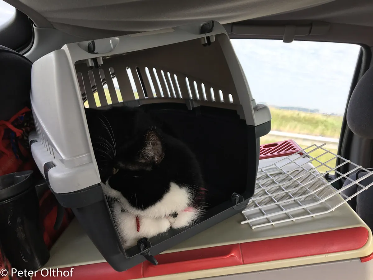 Top Day Trips from Vilnius in 2025: Explore Lithuania