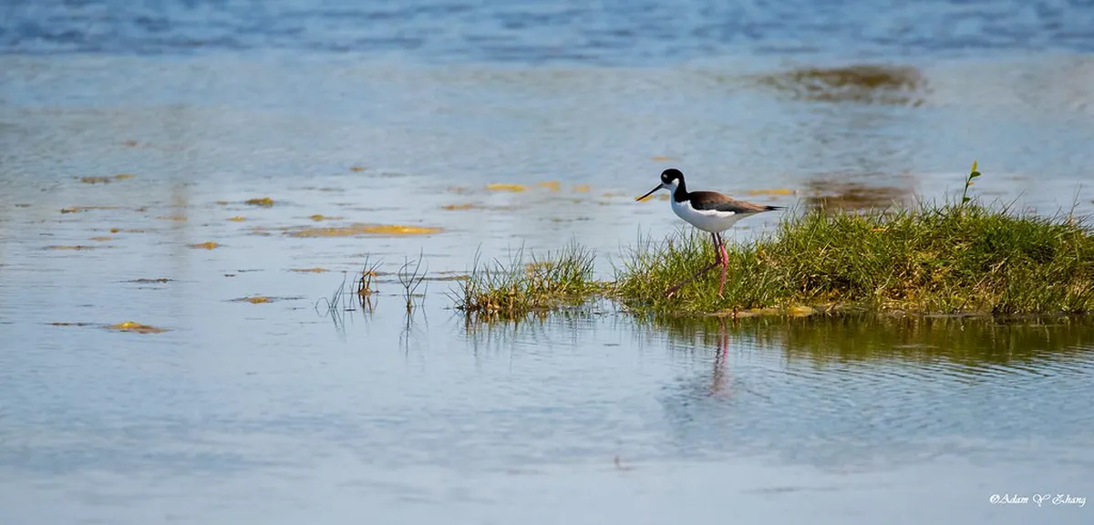 Dijon Wine and Gastronomy Itinerary: Cité vs Old Town Guide