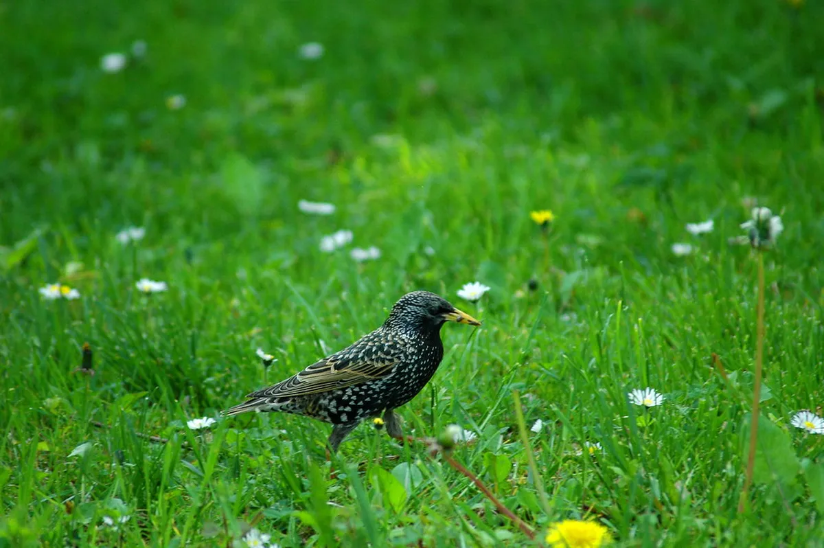 Erfurt Walking Tour Guide: Discover Historic Germany in 2025