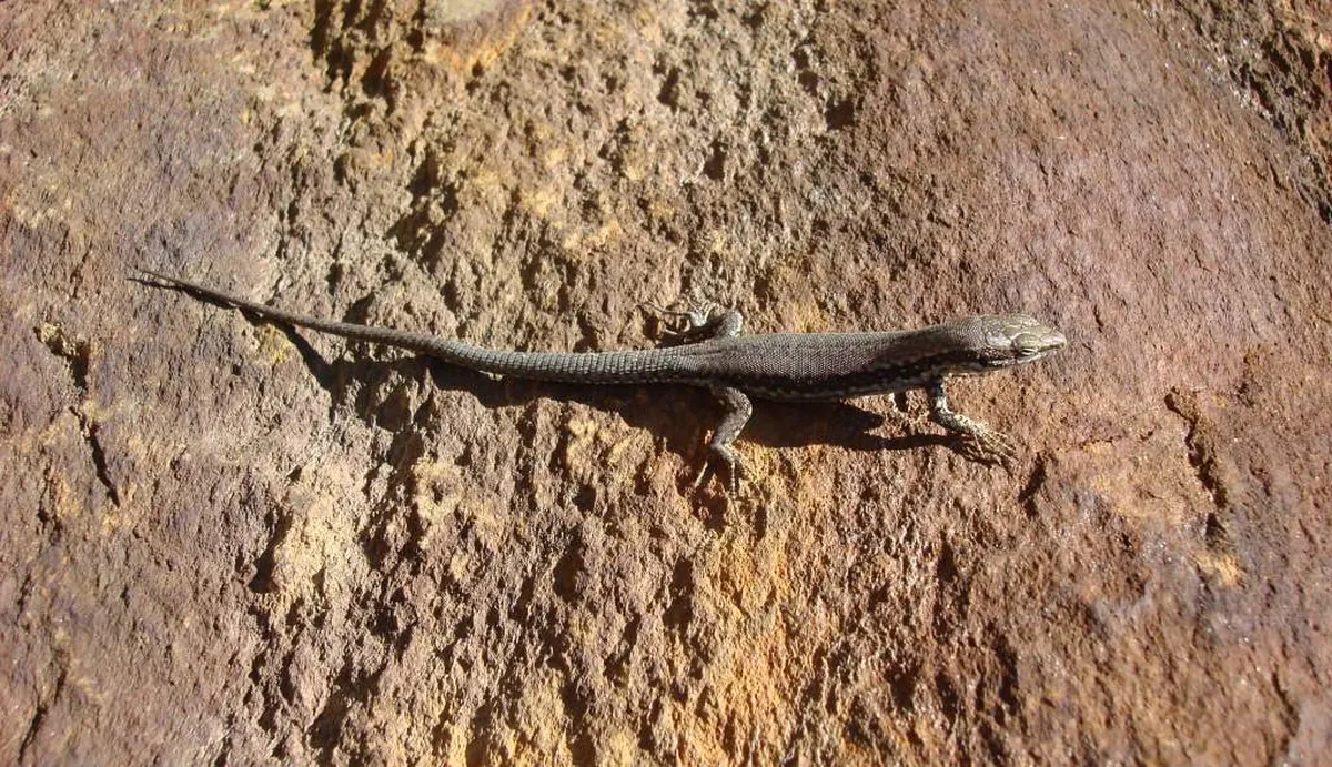 Getting Around Merano Italy: Your 2025 Transport Guide