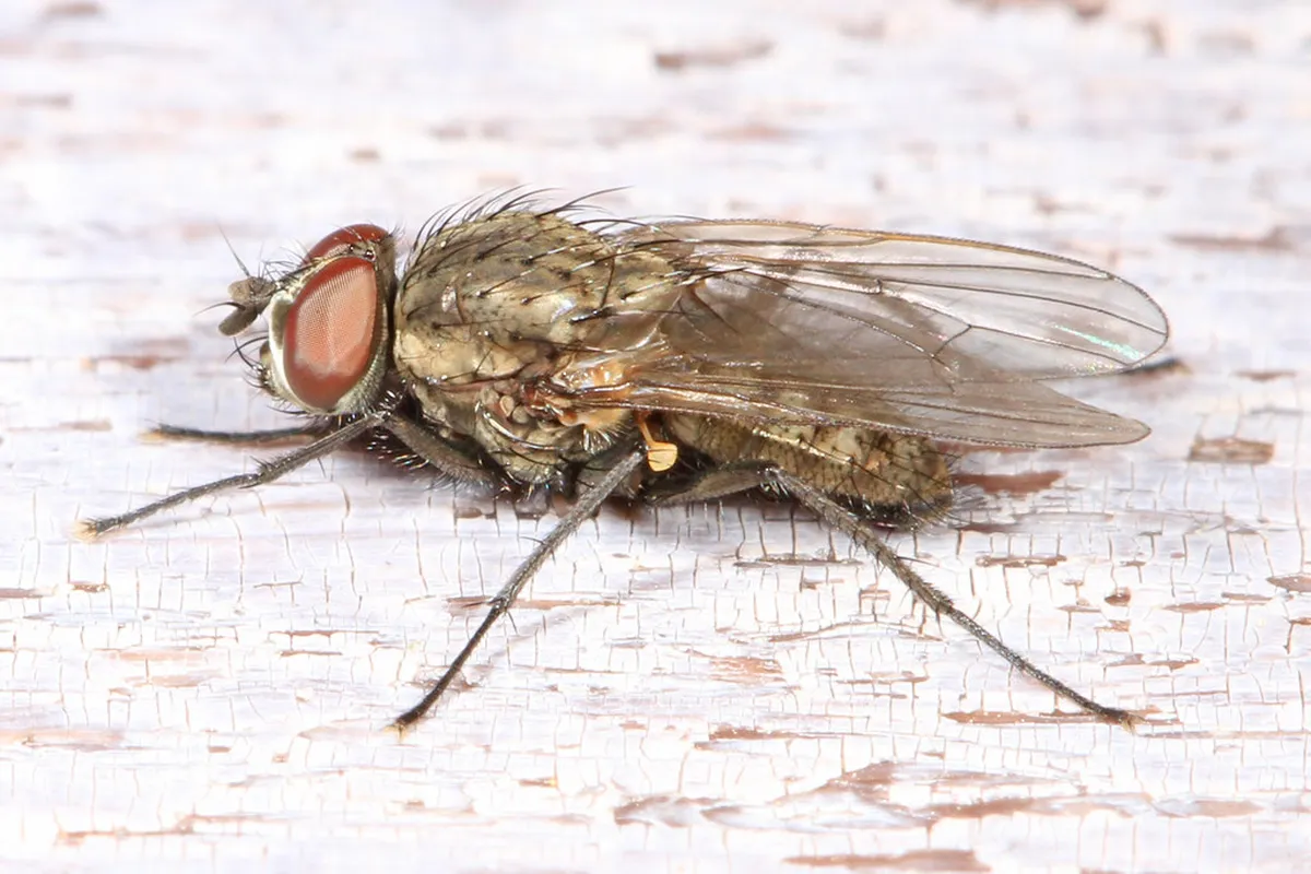 Getting Around Metz: Your 2025 Transportation Guide