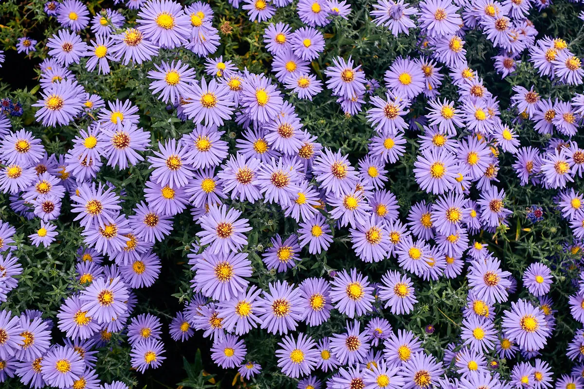 Haarlem's Hidden Gems: Explore Unforgettable Local Spots