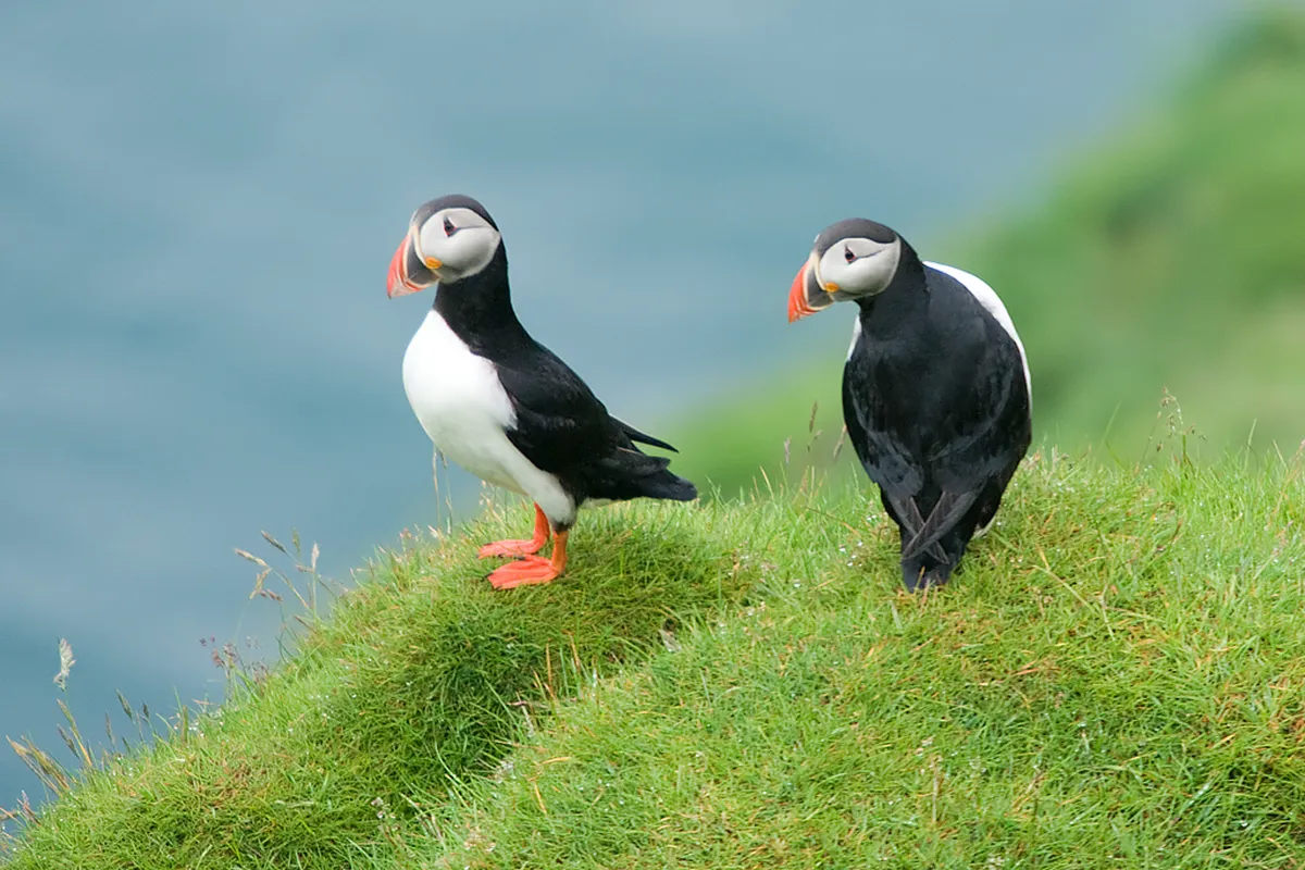 Heimaey Puffin Watching Tours: Your 2025 Guide