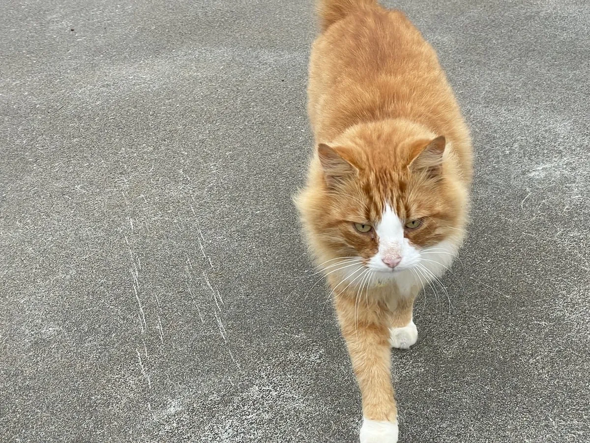 Heimaey Volcano Museum Tickets: Your 2025 Guide to Eldheimar