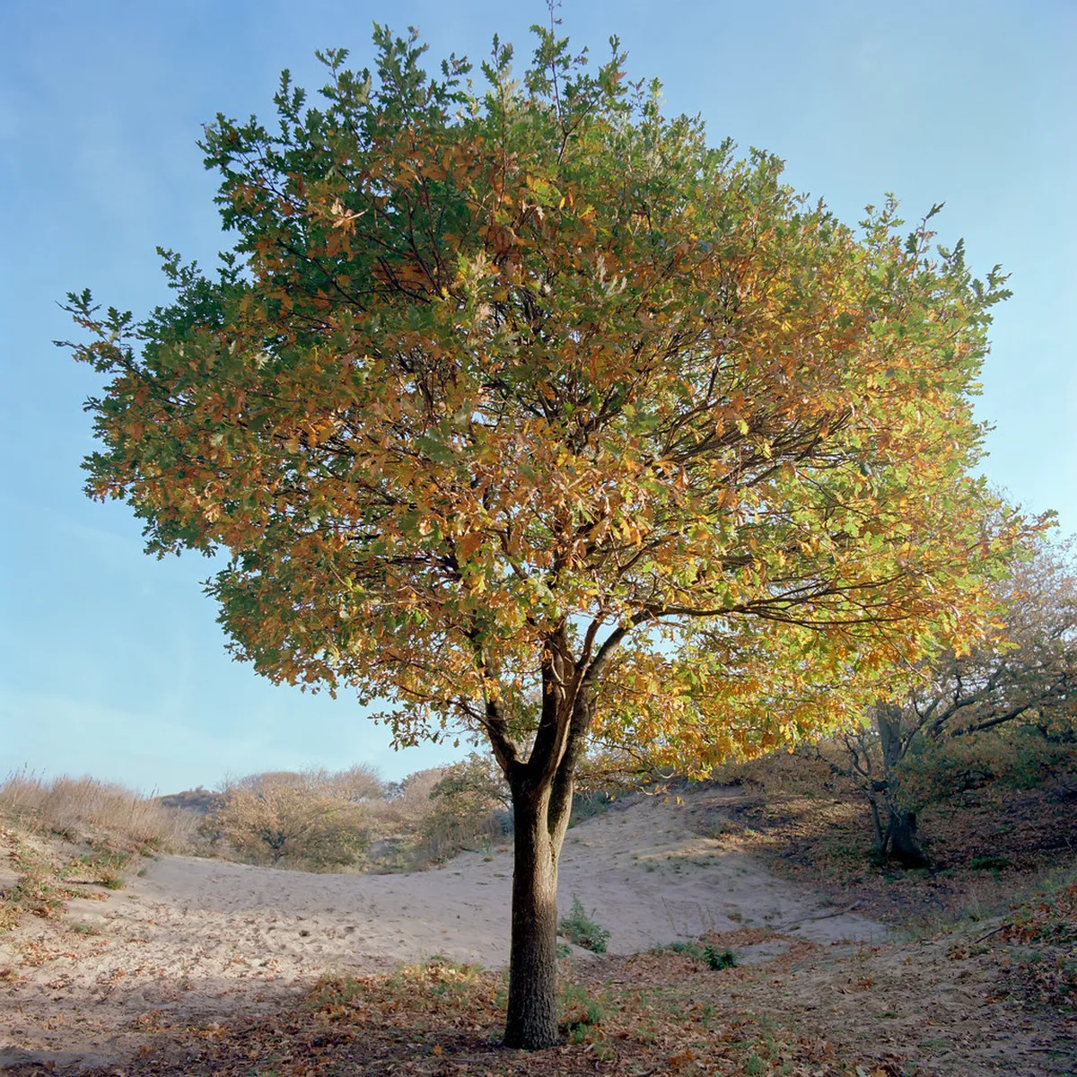 How to Reach Den Haag: Your Ultimate 2025 Transport Guide