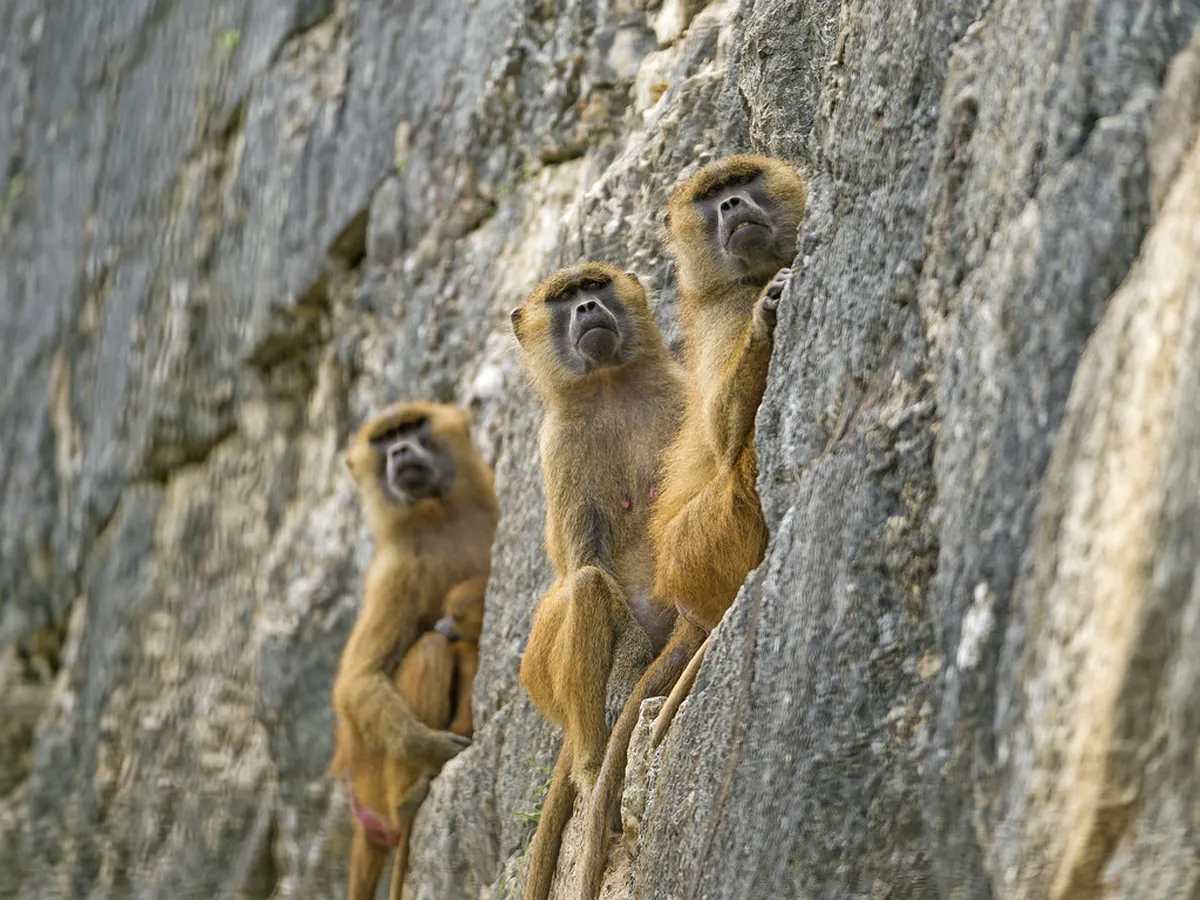 How to See the Besançon Astronomical Clock: Showtimes and Tickets