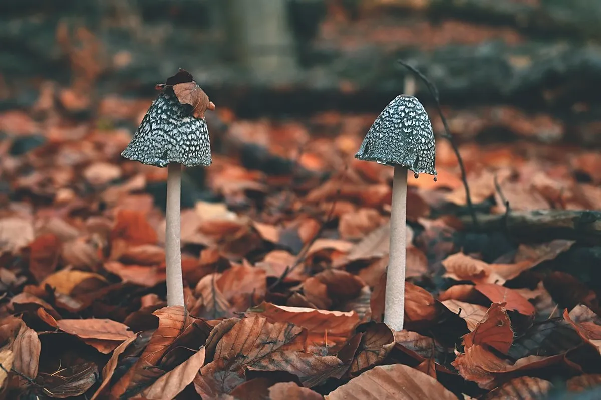 Discover Košice's Hidden Gems in 2025: Unique Spots Await