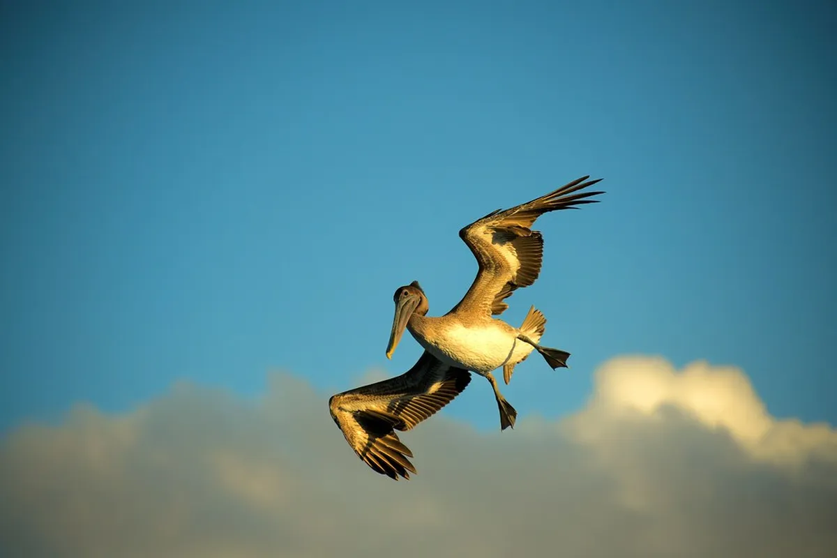 Discover Limerick City Local Food: A Culinary Journey