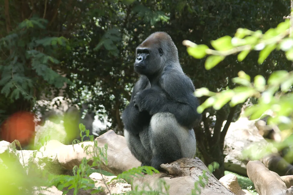 Loro Parque Tickets Price 2025: Your Essential Guide