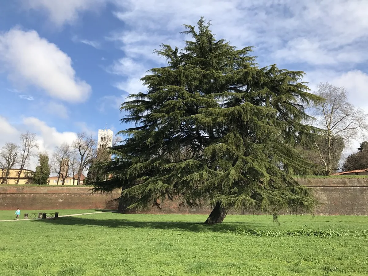 Lucca Attractions Map Download: Your Essential 2025 Guide