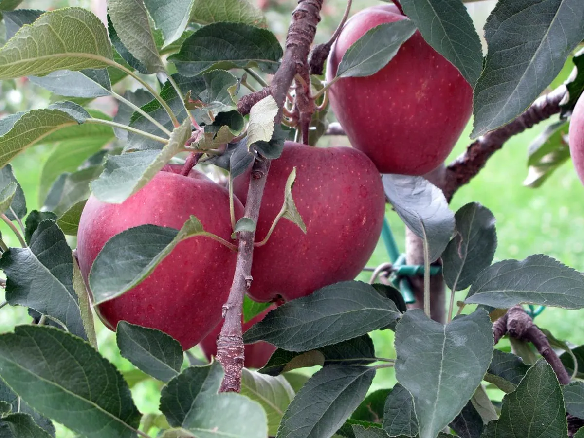 Merano Walking Tour Guide: Discover Alpine Italy in 2025