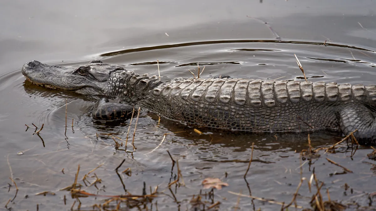 Family Fun in Orléans: Top Activities for Kids