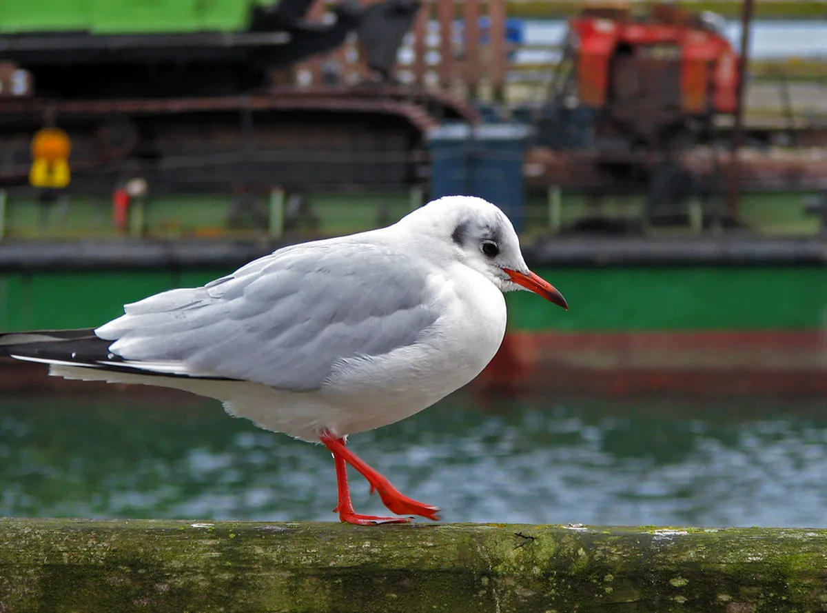 Top Rostock Day Trips: Explore Beyond the City in 2025