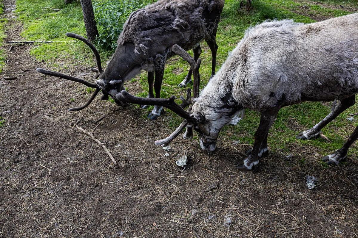 Rovaniemi Reindeer Tours Guide: Your Ultimate 2025 Journey