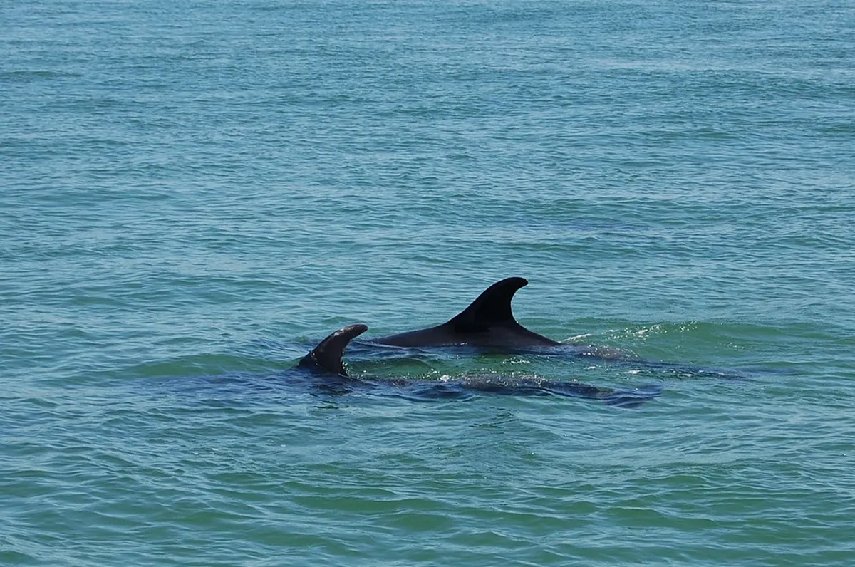 Setúbal Dolphin Tour Booking: Your 2025 Guide