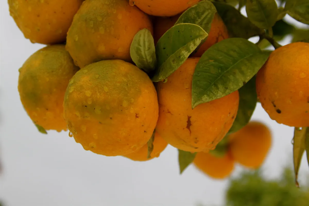 Ultimate Seville Itinerary for First-Timers (2025)