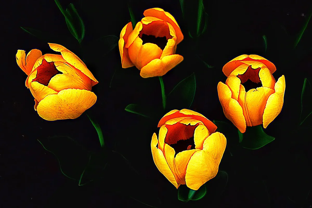 Trondheim Summer Architecture: Festival Dates & Events 2025