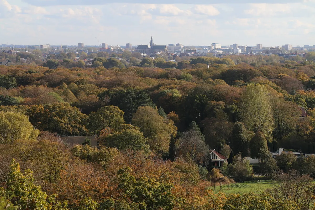 Top Haarlem Restaurants Local: Your 2025 Dining Guide