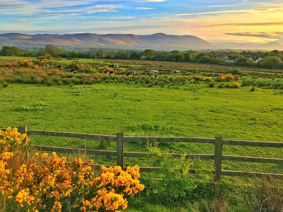 Tralee Nightlife Guide 2026: Best Pubs, Bars & Music