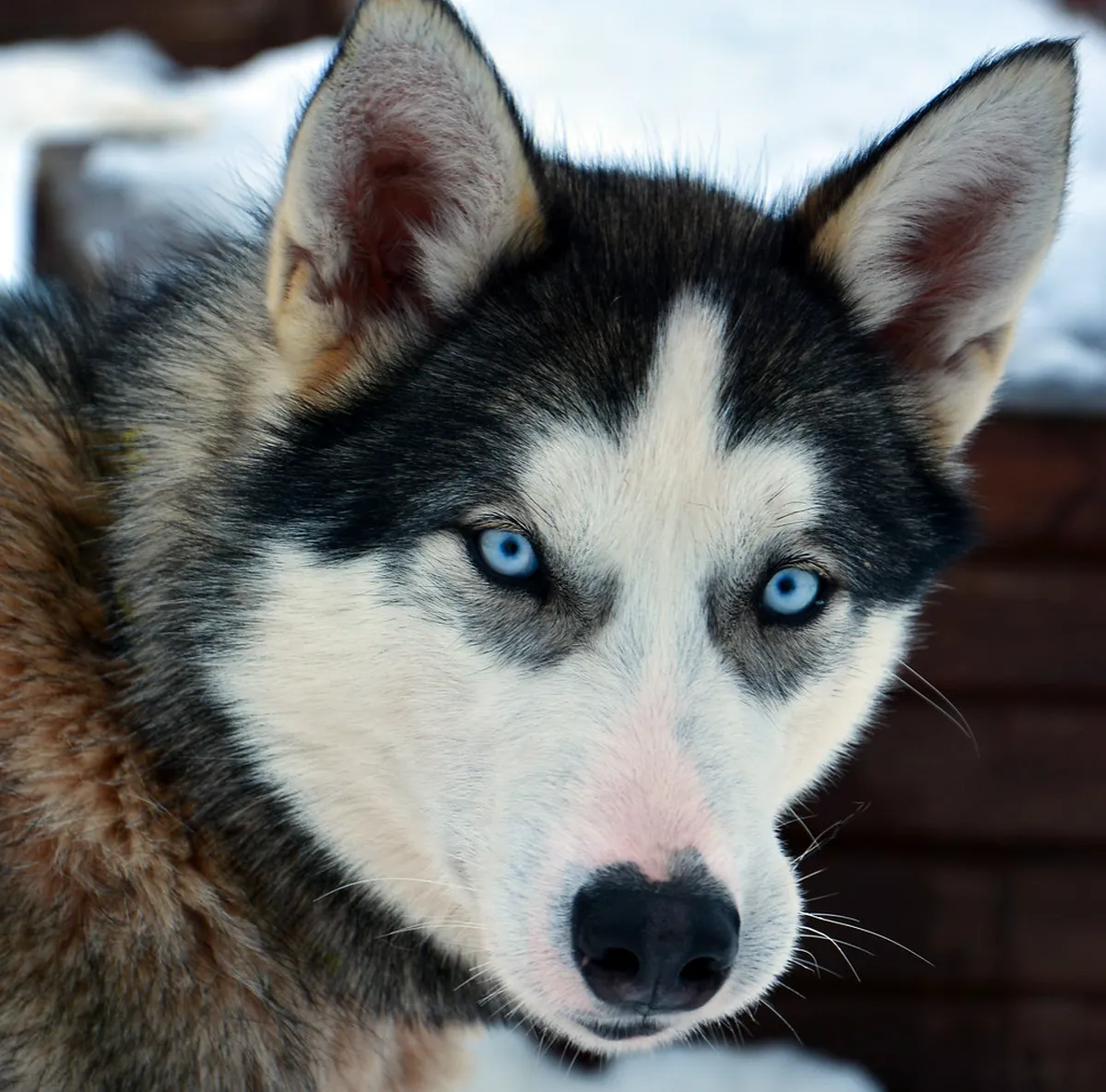 Tromsø Dog Sledding Tours 2025: Ultimate Husky Adventure