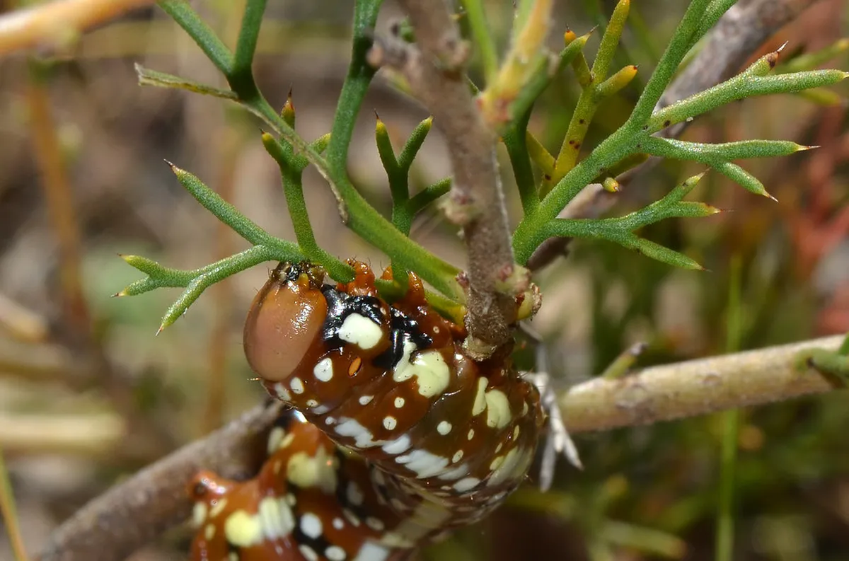 Where to Eat in Noto: Your 2026 Sicilian Food Guide