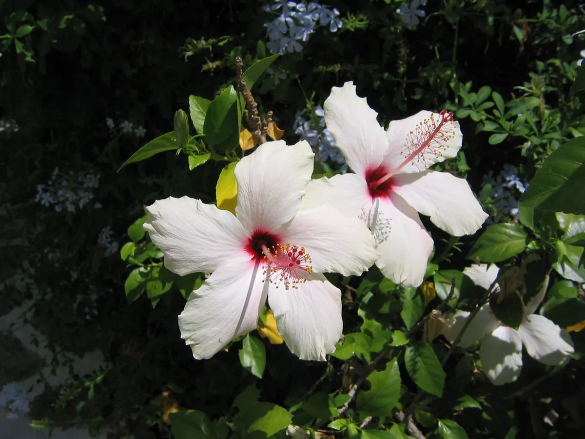 Where to Stay Antiparos First-Time: Top Areas & Hotels 2025