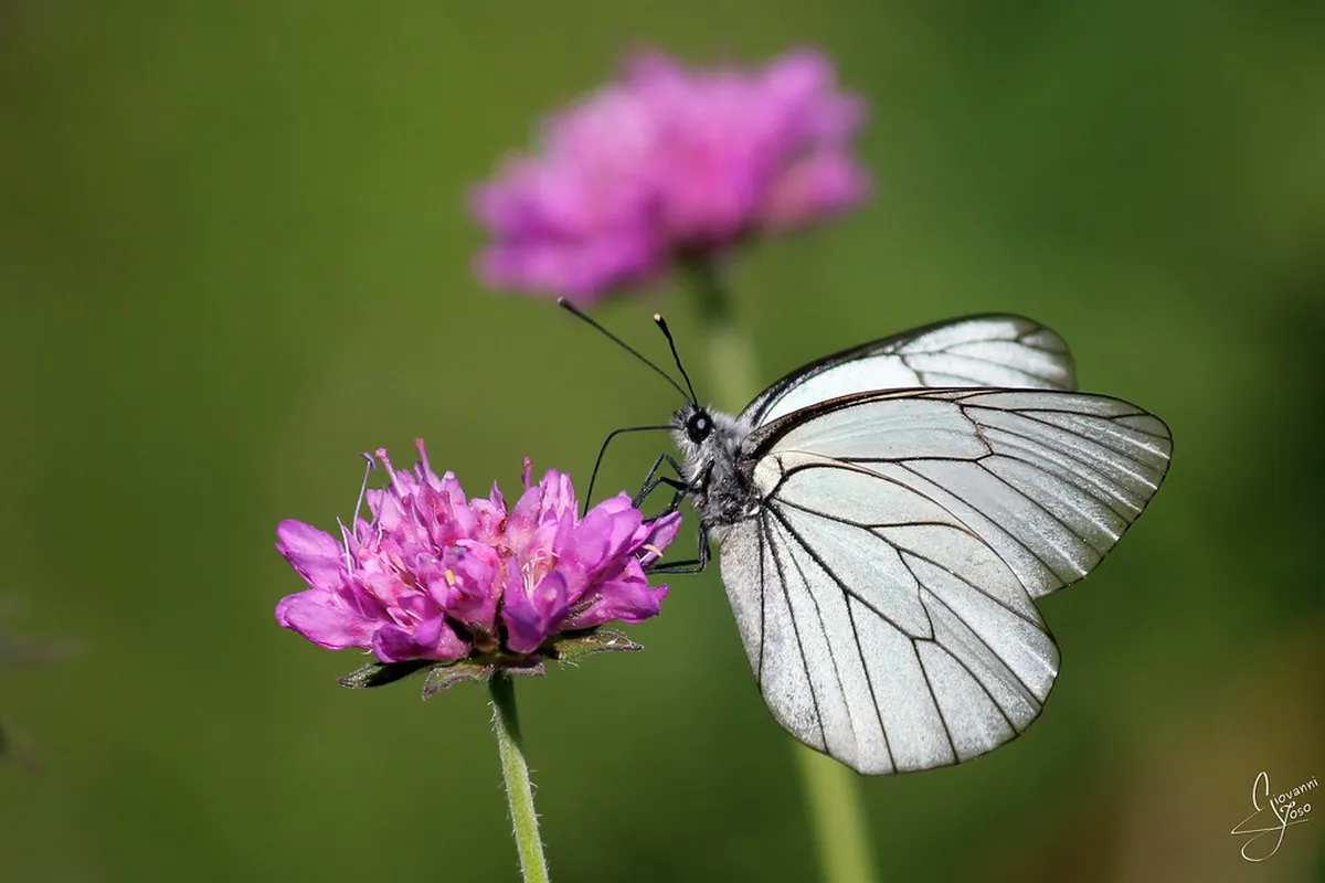 Where to Eat Trento: A 2025 Food Guide to Trentino