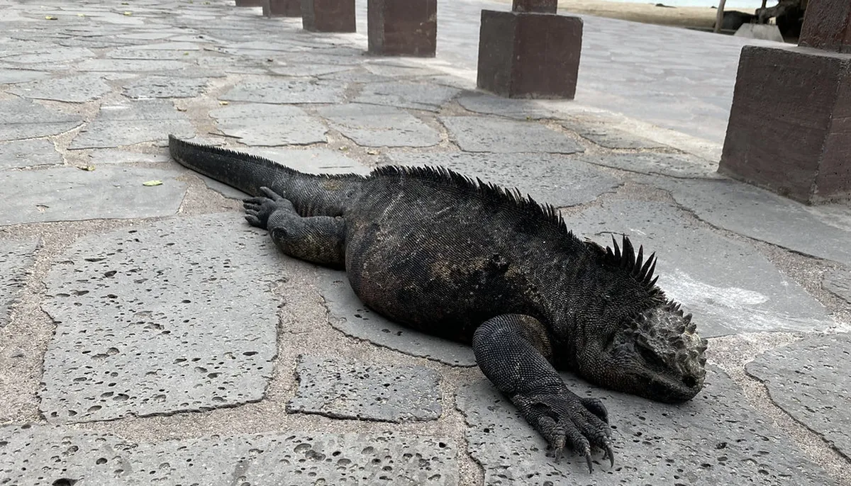 Where to Stay El Puerto: Your 2025 Accommodation Guide